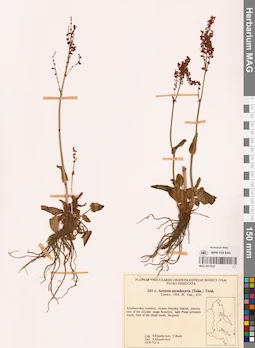 MAG 0017633