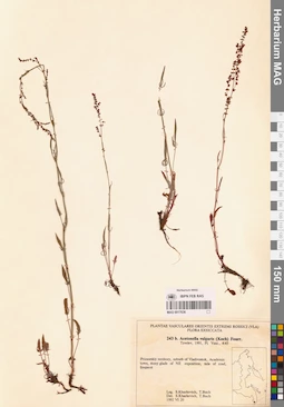 MAG 0017636