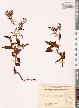 MAG 0017637