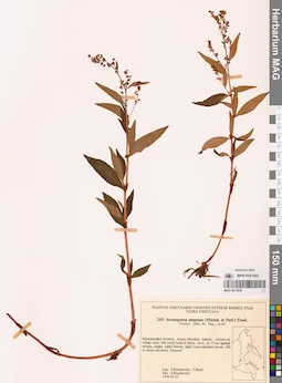 MAG 0017638