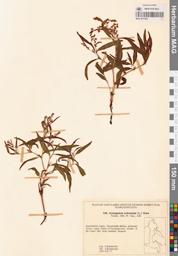 MAG 0017639