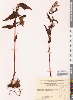 MAG 0017640