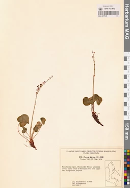 MAG 0017648