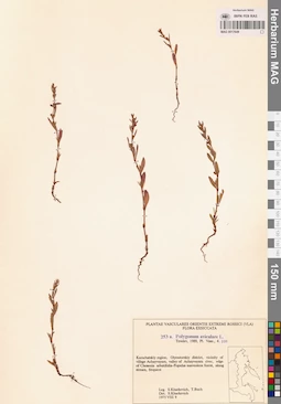 MAG 0017649