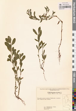 MAG 0017650