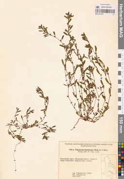 MAG 0017651