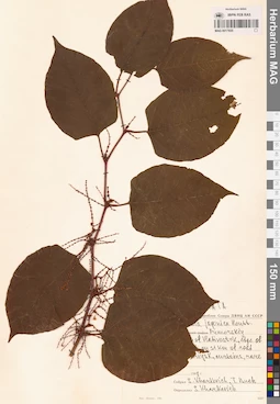 MAG 0017655