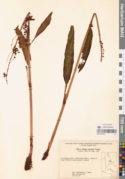 MAG 0017657