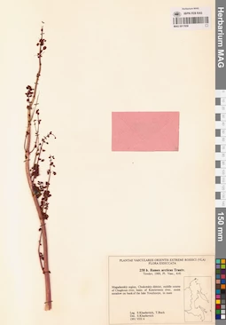 MAG 0017658