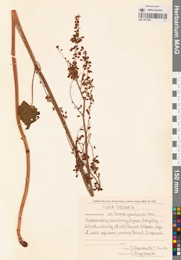 MAG 0017660