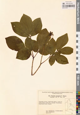 MAG 0017662