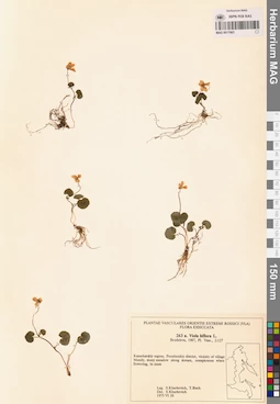 MAG 0017663