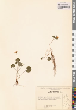 MAG 0017664