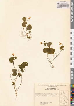 MAG 0017665