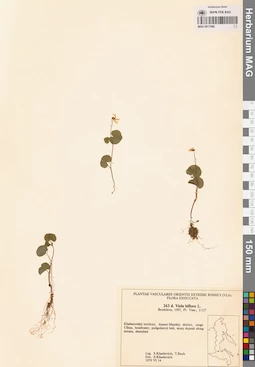 MAG 0017666