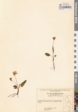MAG 0017667
