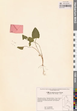 MAG 0017669