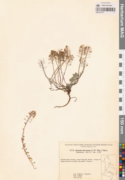 MAG 0017671