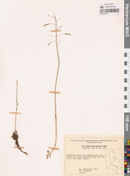 MAG 0017672