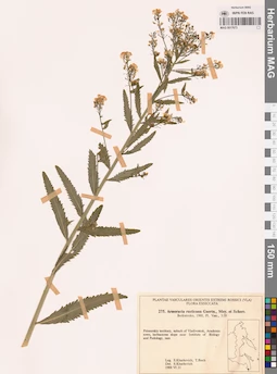 MAG 0017673