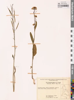 MAG 0017677