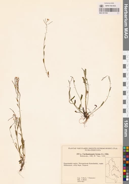 MAG 0017694