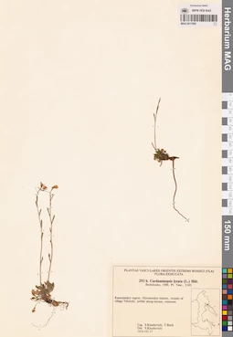 MAG 0017695