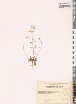 MAG 0017696