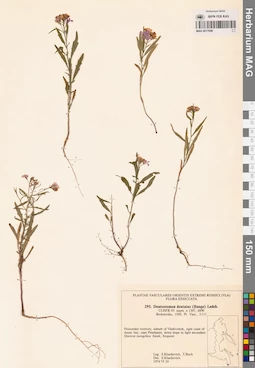 MAG 0017698
