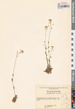 MAG 0017702