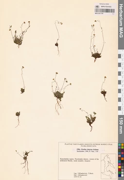 MAG 0017704