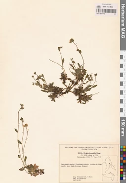 MAG 0017710