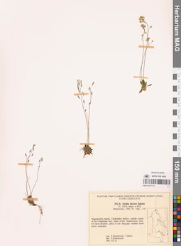 MAG 0017713