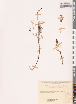 MAG 0017721
