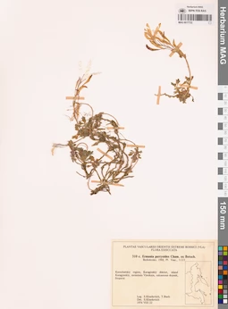 MAG 0017722
