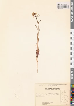 MAG 0017723