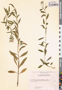 MAG 0017724