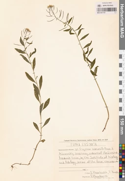MAG 0017725