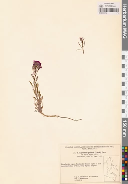 MAG 0017726