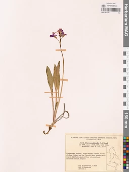 MAG 0017730