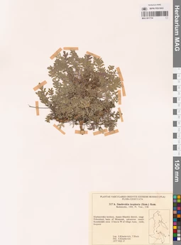 MAG 0017734