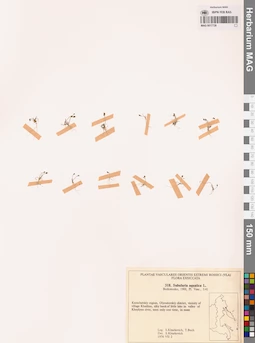 MAG 0017738