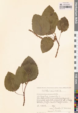 MAG 0017746