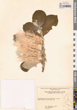 MAG 0017747