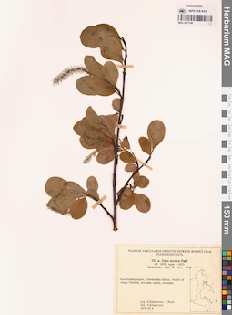 MAG 0017748