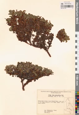 MAG 0017750