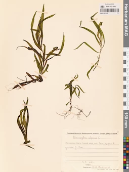 MAG 0017255