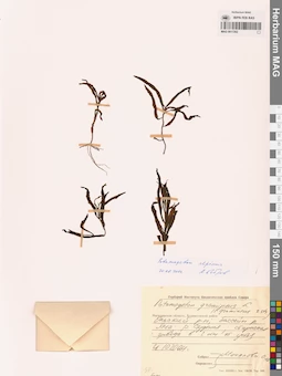 MAG 0017262
