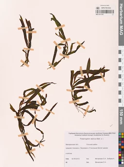 MAG 0017263