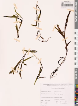 MAG 0017268